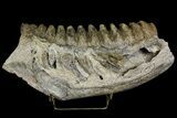 Fossil Stegodon Mandible with Molar - Indonesia #156723-1